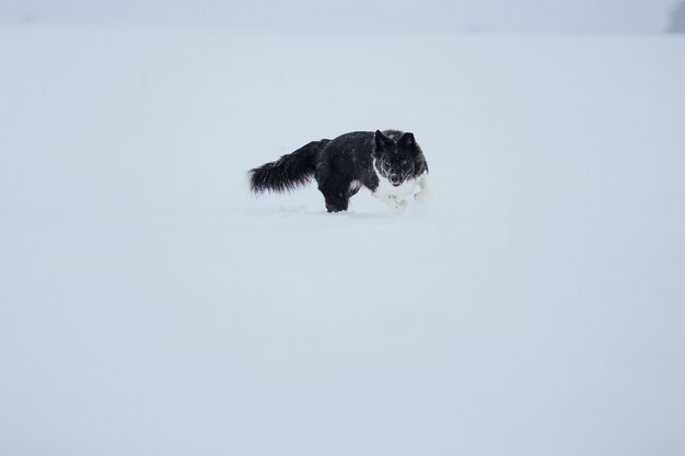 Border Collie Hund im Schnee