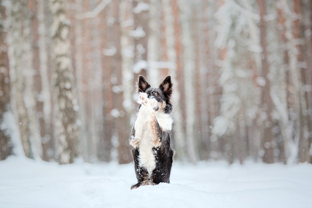 Border Collie Hund im Schnee