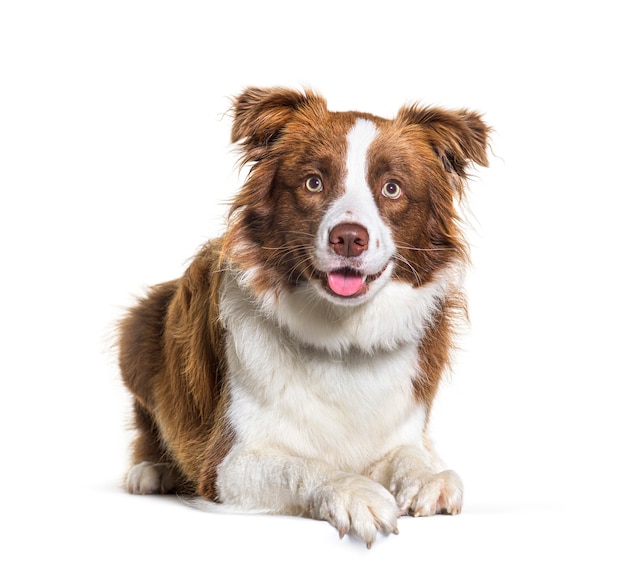 Border Collie Hund liegend isoliert auf weiss