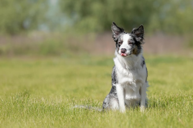 Foto border collie-hund sitzt auf grünem gras