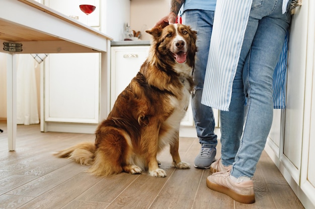 Border Collie Hund sitzt zu Füßen des Besitzerehepaares