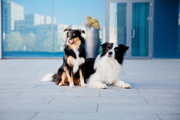 Border Collie Hund und Shetland Sheepdog sitzen zusammen in der Stadt