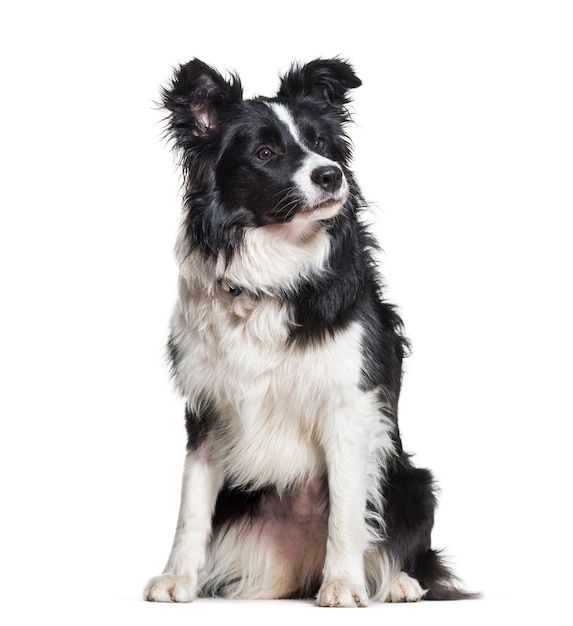 Border Collie Hund wegschauen vor weißem Hintergrund