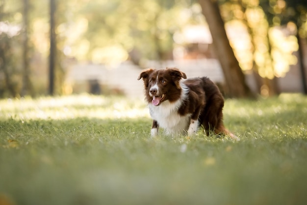 Border-Collie-Hund