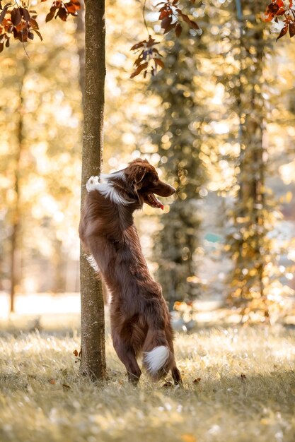 Border-Collie-Hund