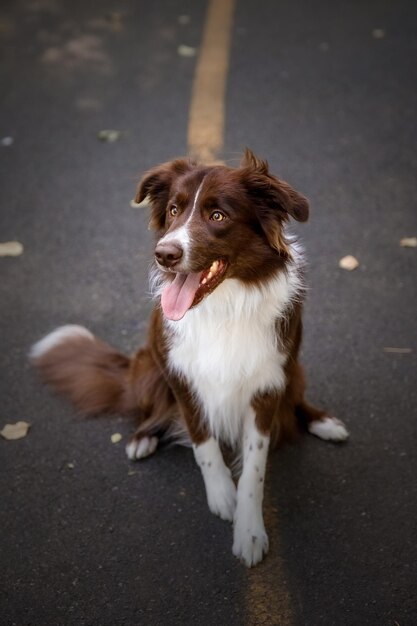 Border-Collie-Hund