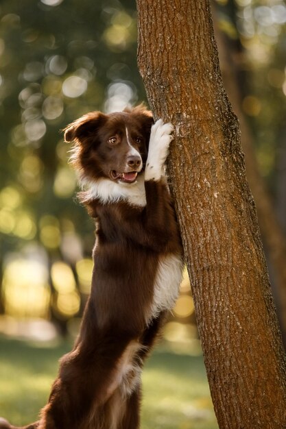 Border-Collie-Hund