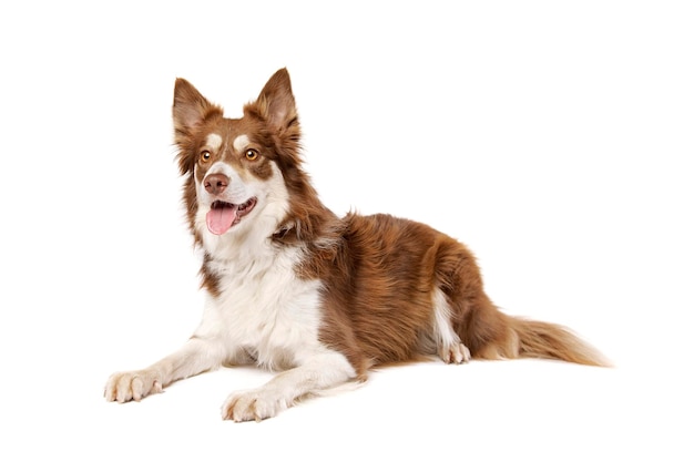 Border Collie Hund