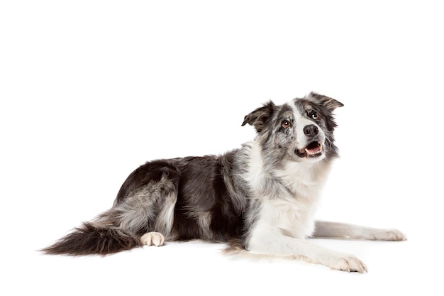 Border Collie Hund