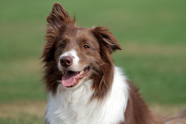 Border Collie Hund