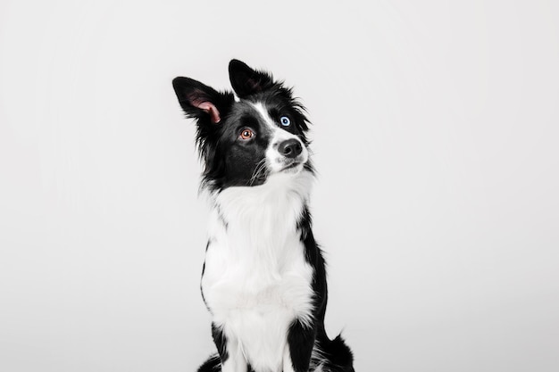 Border-Collie-Hundeportrait auf weißem Hintergrund