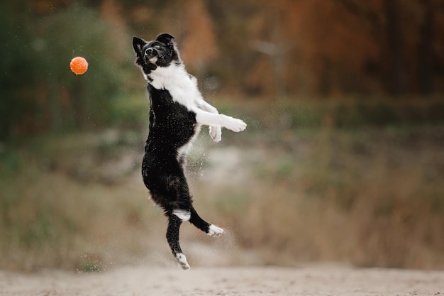 Border Collie Hundewelpe läuft auf dem Sand