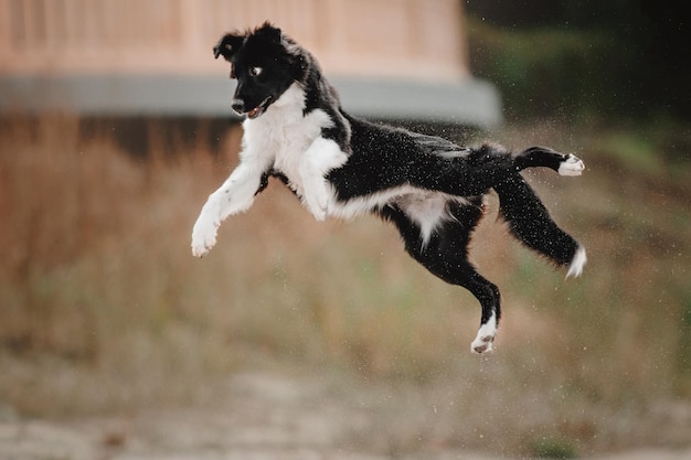 Foto border collie hundewelpe läuft auf dem sand