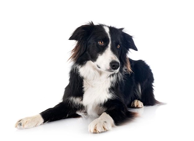 Border-Collie im Studio