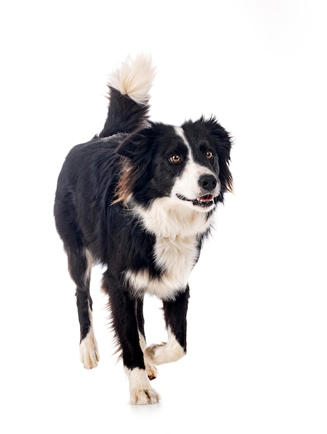 Border-Collie im Studio