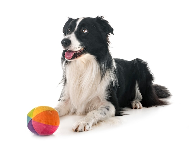 Border-Collie im Studio