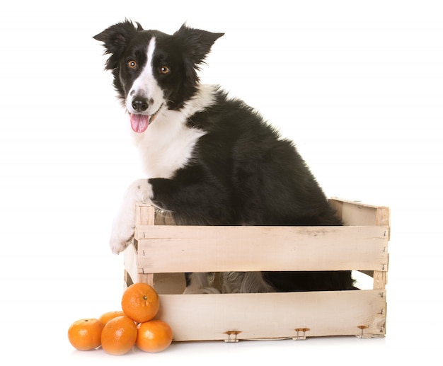 Border-collie in kiste