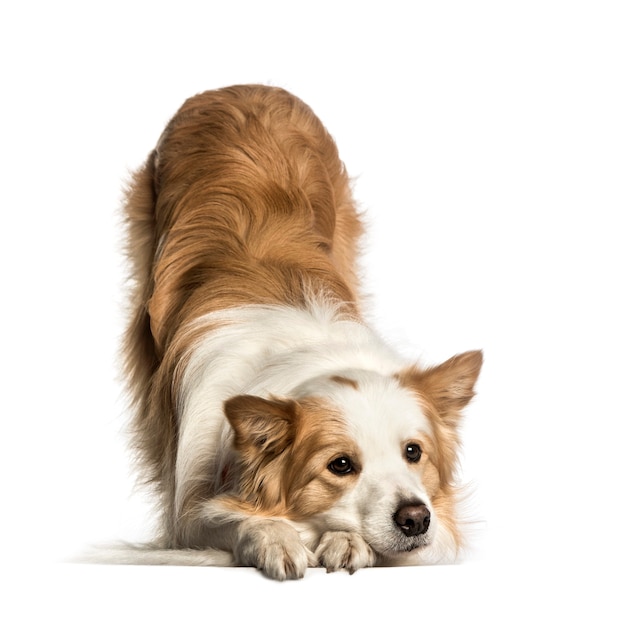 Border Collie liegt gegen Weiß