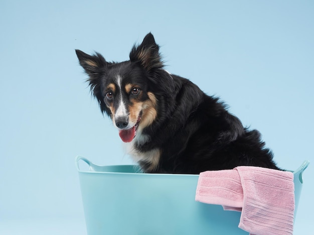 Border Collie liegt im Badehund Duschen Haustier waschen