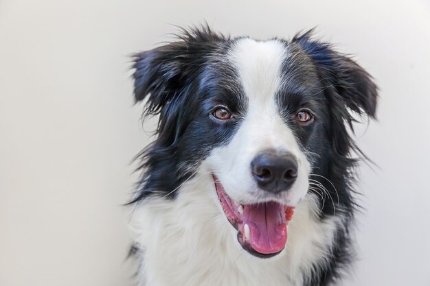 Border Collie lokalisiert auf weißem Hintergrund