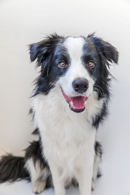 Border Collie lokalisiert auf weißem Hintergrund