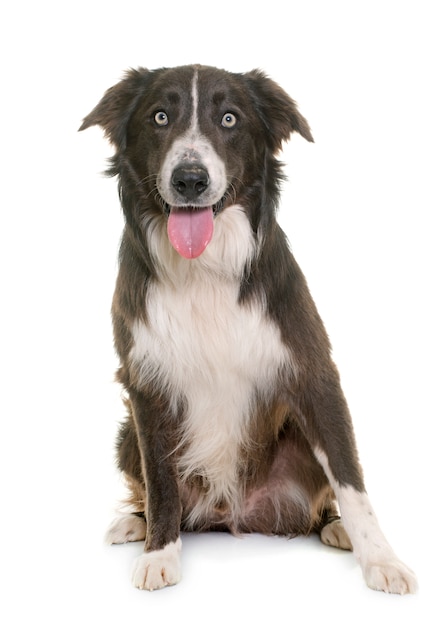 border collie marrom