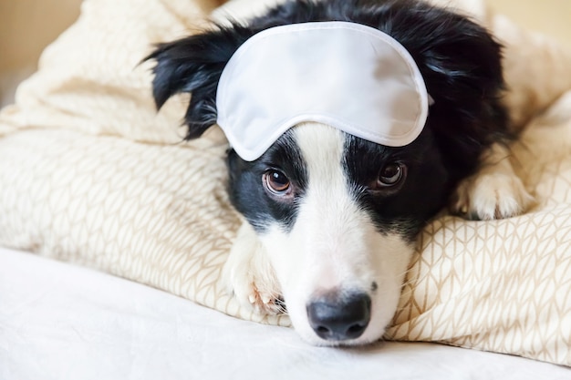 Border collie con máscara para los ojos yacía sobre una manta de almohada en la cama.