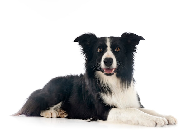 Border collie na frente de um fundo branco