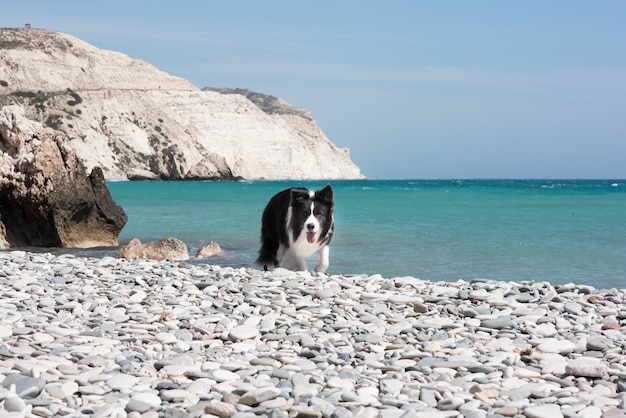 Foto border collie na praia