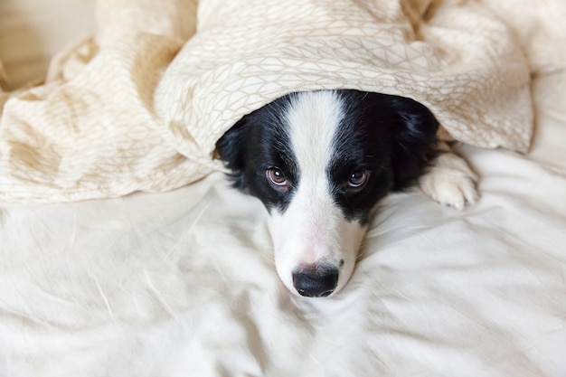 Border collie no cobertor de travesseiro na cama