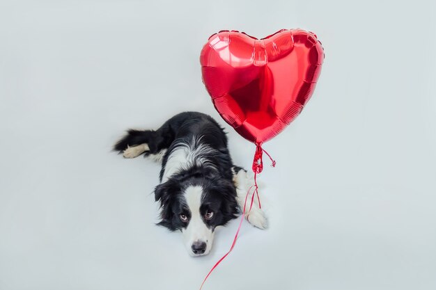 Border collie de perro cachorro divertido con globo de corazón rojo en la pata aislado sobre fondo blanco.