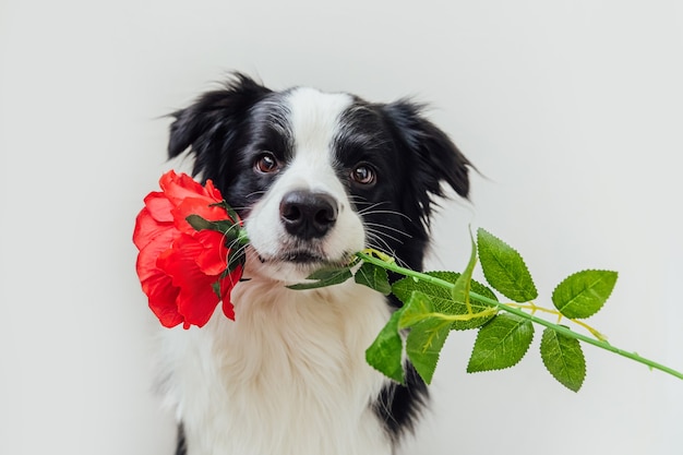 Border collie de perro cachorro con flor rosa roja en la boca aislado sobre fondo blanco.