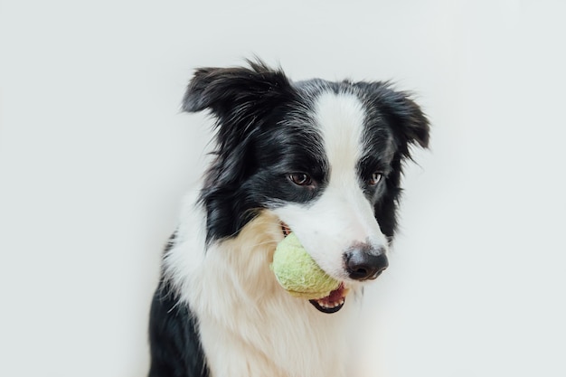 Border collie de perro cachorro sosteniendo la bola de juguete en la boca aislado sobre fondo blanco.