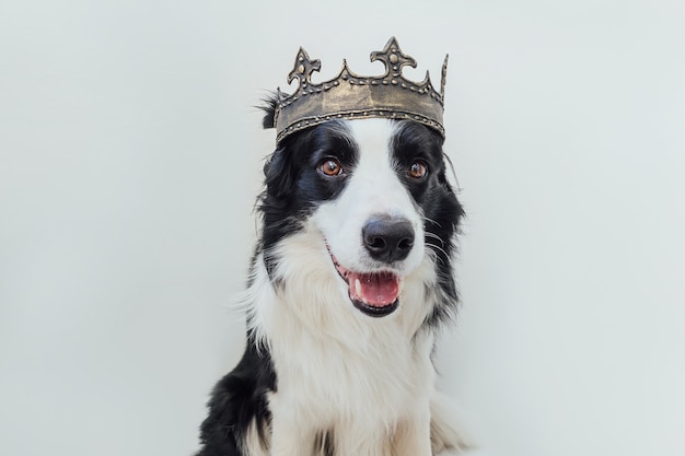 Border collie perro con corona de rey aislado sobre fondo blanco.