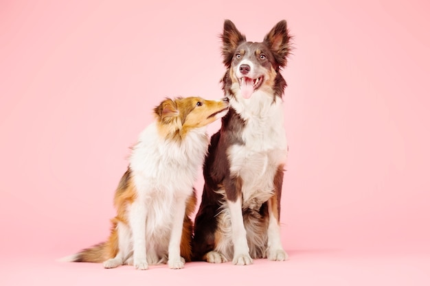 Border Collie y perro pastor de Shetland en el estudio fotográfico sobre fondo rosa