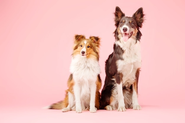 Border Collie y perro pastor de Shetland en el estudio fotográfico sobre fondo rosa