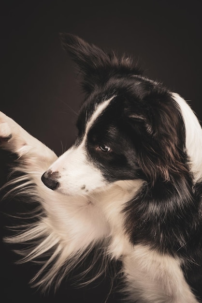 Border Collie Pfote