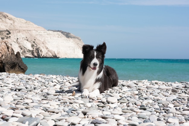 Border Collie en la playa