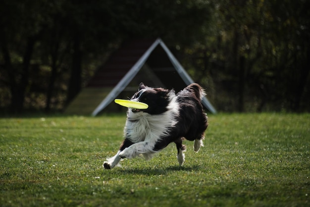 Border Collie preto e branco correndo rápido na grama verde pega um disco voador com dentes