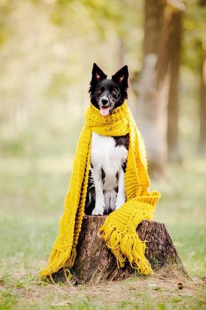 Border Collie retrato de cão no outono Folhas caídas temporada de outono dourado verão indiano