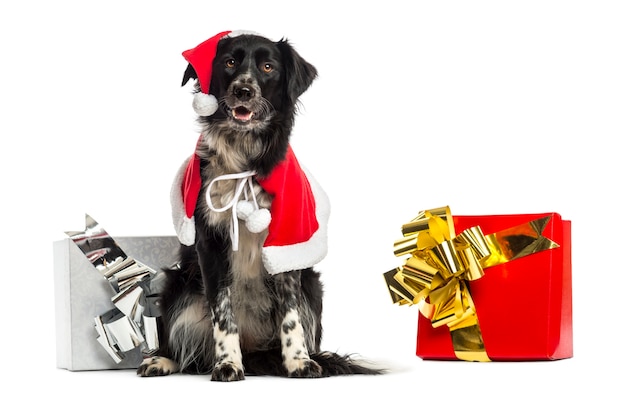 Border Collie con ropa de Navidad y sentado junto a los regalos