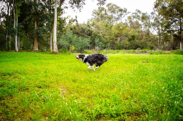 Foto border collie run