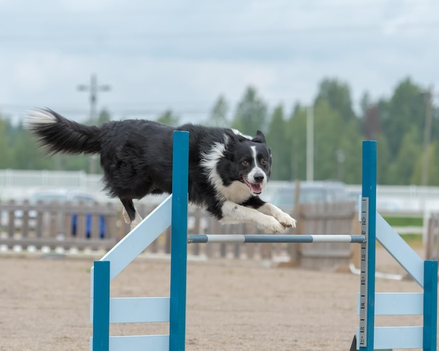 Border Collie salta un obstáculo de agilidad en una competencia de agilidad