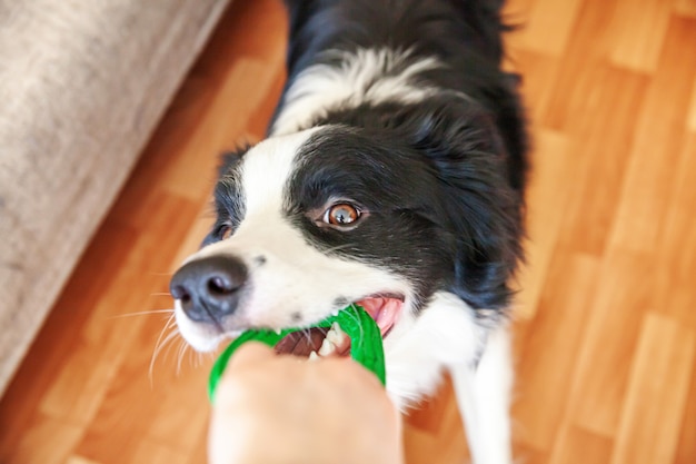 Border collie segurando o brinquedo verde na boca