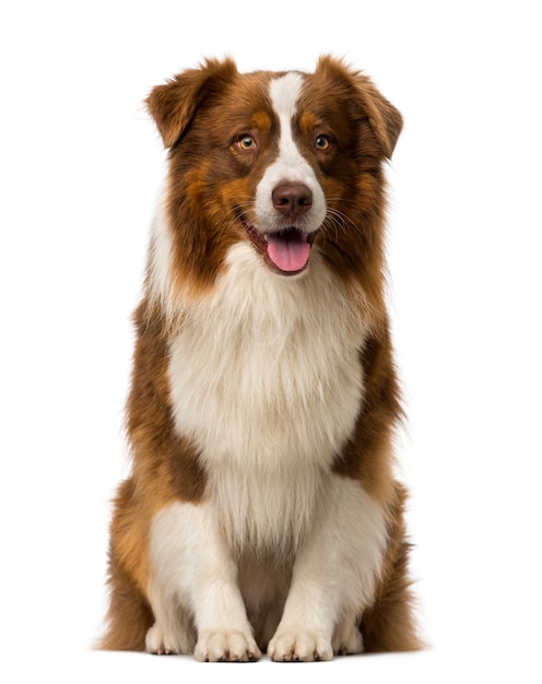 Border collie sentado aislado en blanco