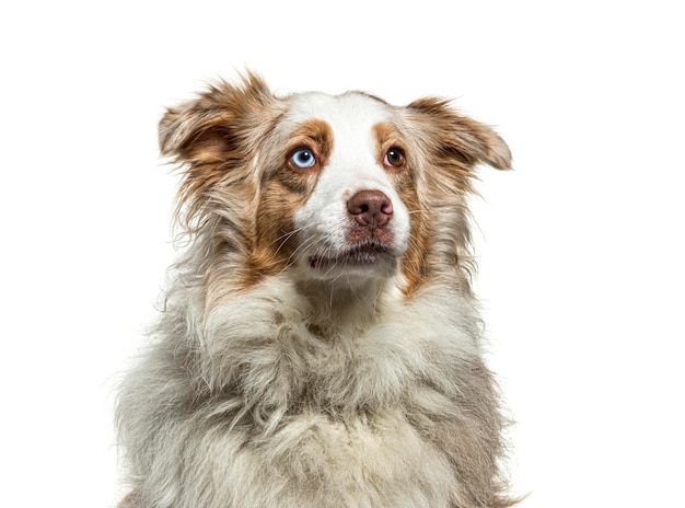 Border collie sentado aislado en blanco