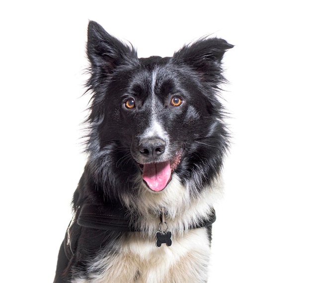 Border collie sentado aislado en blanco