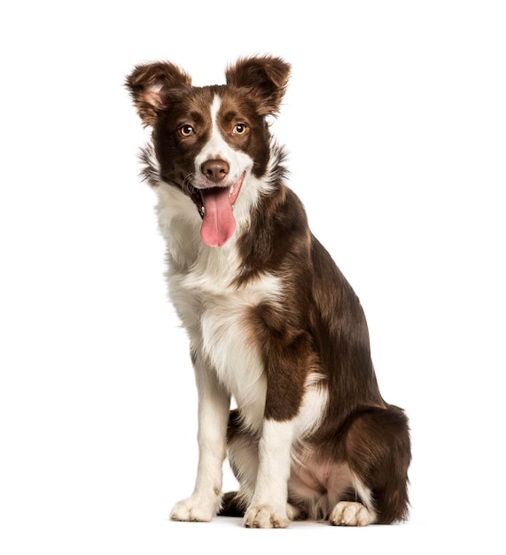 Border Collie sentado contra el fondo blanco.