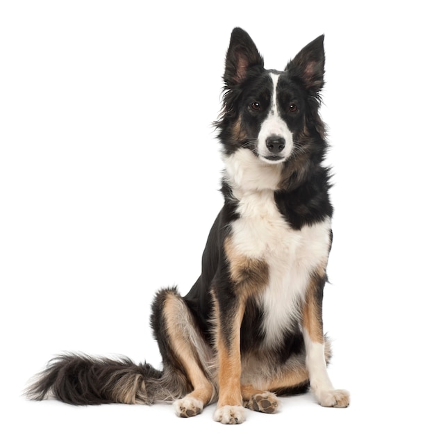 Border Collie, sentado contra el fondo blanco.