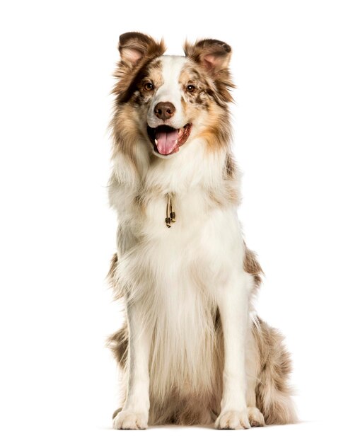 Border collie sentado contra o fundo branco